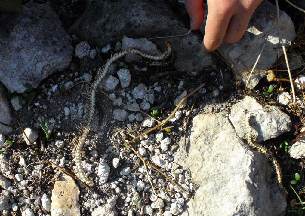 Parte di scheletro di